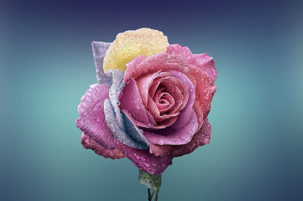 Pourquoi préférer les roses artificielles aux réelles ?