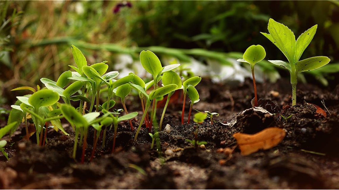 pousse bio permaculture jardin