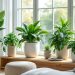 découvrez les plantes dépolluantes idéales pour purifier l'air de votre maison naturellement et améliorer votre bien-être au quotidien.