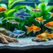 découvrez notre sélection des poissons d’aquarium les plus faciles à entretenir, idéals pour débutants et passionnés voulant un aquarium sans tracas.