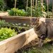 Un chat tigré près d’un potager protégé par une barrière basse et non dangereuse.
